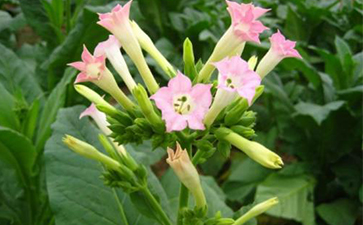 煙草一物一碼P站免费看片溯源的開發與假冒危害