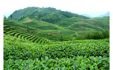 茶葉質量追溯管理係統可以實現哪些功能？具有哪些優點？