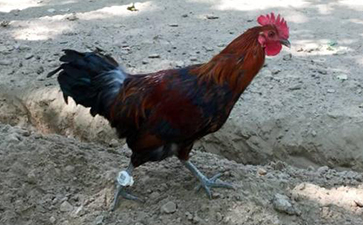 雞腳環二維碼P站免费看片溯源係統的解決方案